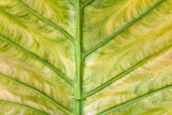 The leaf — Stock Photo, Image