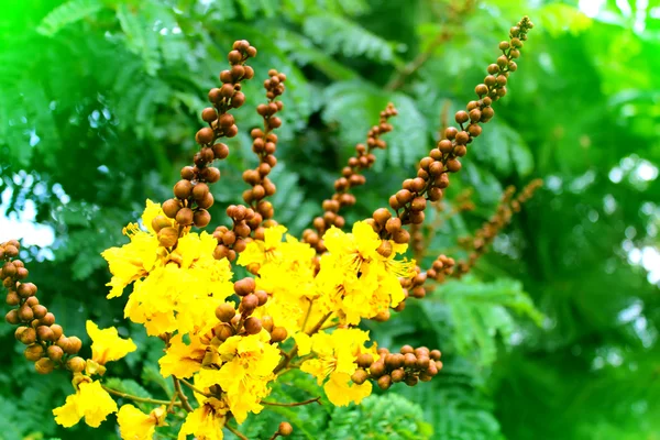 Żółty kwiat — Zdjęcie stockowe