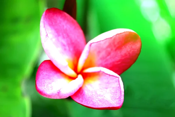 Flor rosa — Foto de Stock