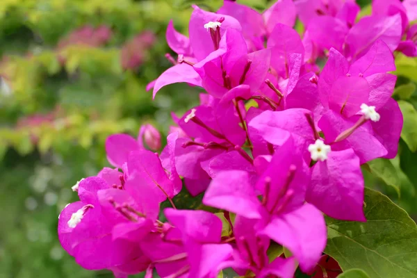 Red flower — Stock Photo, Image