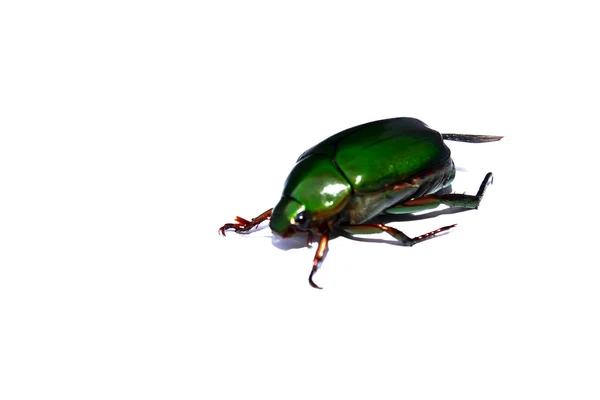 Beetle — Stock Photo, Image