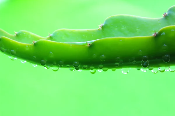 La hoja — Foto de Stock