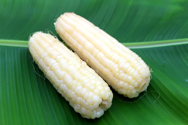 Scéna z kukuřice — Stock fotografie