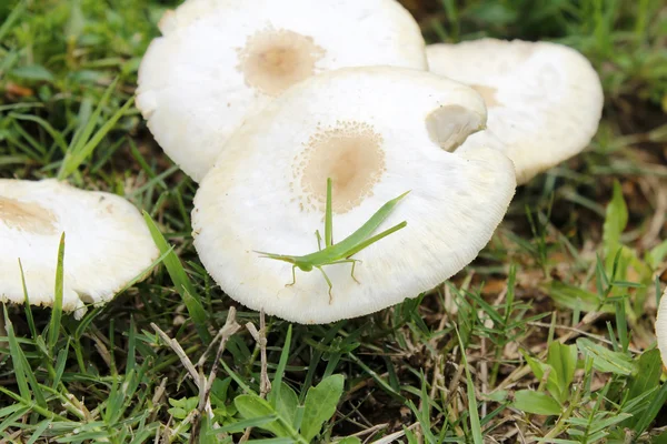 Græshoppe på champignon - Stock-foto