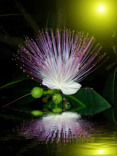 Fleurs pourpres fleurissant dans la nuit — Photo