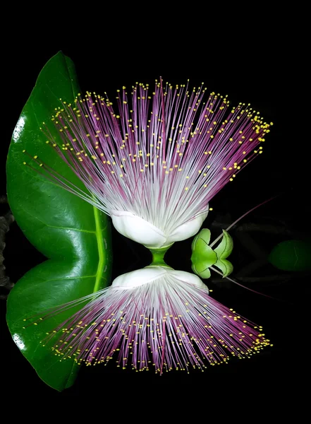 Fleurs pourpres fleurissant dans la nuit — Photo