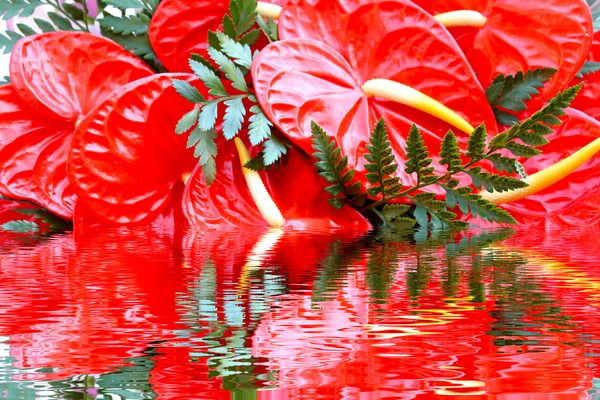 Red flower — Stock Photo, Image