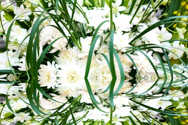 Vit blomma — Stockfoto