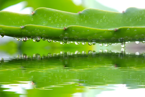 Hoja y rocío — Foto de Stock