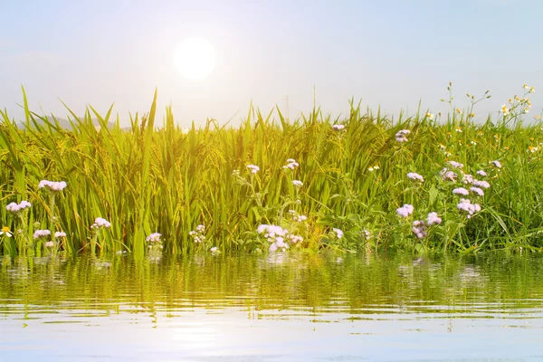 Paddy field — Stock Photo, Image