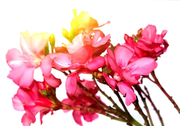 Pink flower — Stock Photo, Image