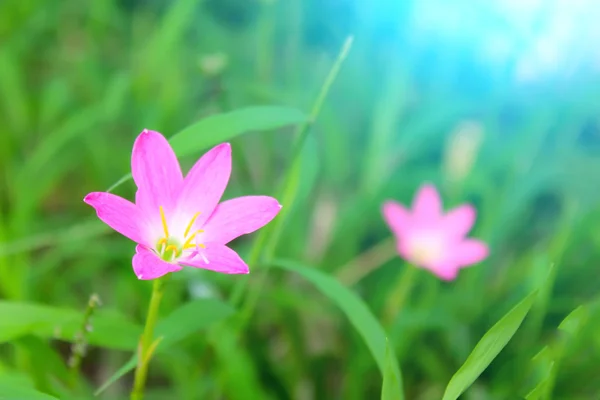 Rosa Blume — Stockfoto