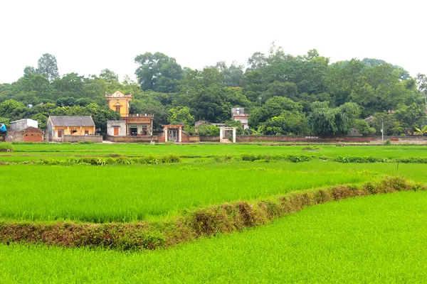 Campo de Paddy — Fotografia de Stock