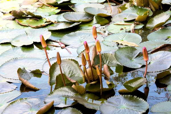 Water lily — Stock Photo, Image