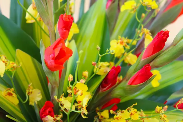 Flower — Stock Photo, Image