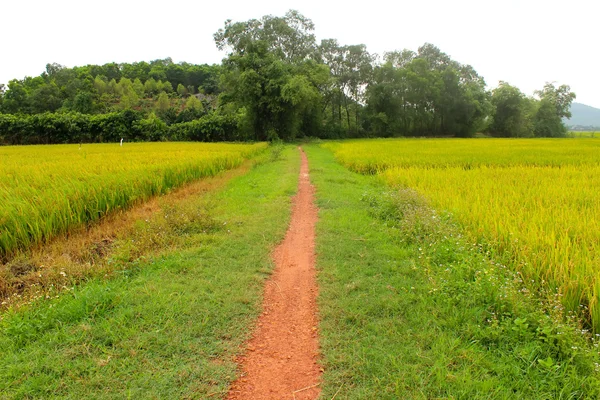 Campo de Paddy — Fotografia de Stock