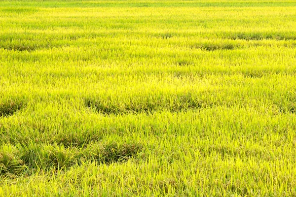 Paddy field — Stock Photo, Image