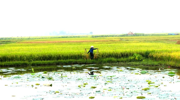 Paddy field — Stock Photo, Image