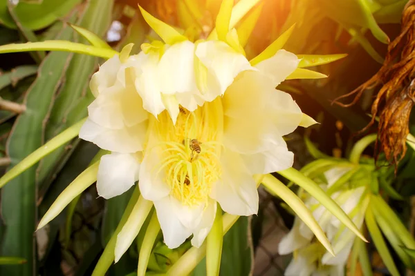 Drageblomst - Stock-foto