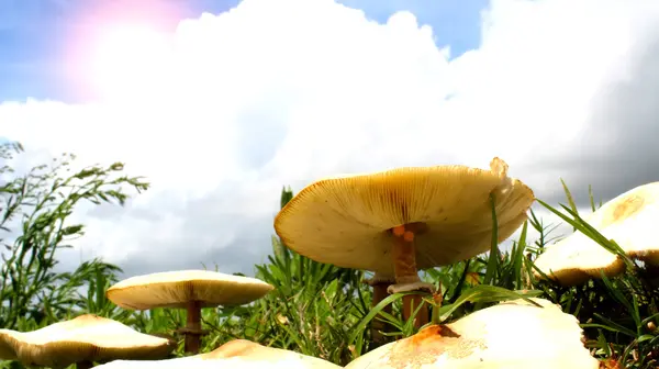 Champignon vokser på græsset - Stock-foto