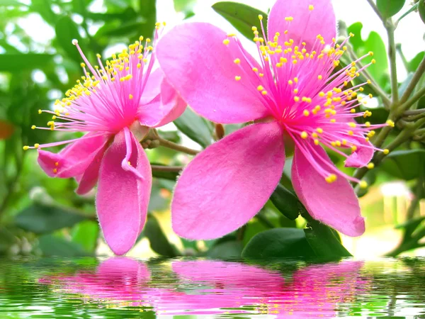 Violette Blüte — Stockfoto