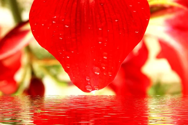 Lírio vermelho perto — Fotografia de Stock