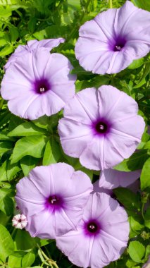 convolvulus çiçekler