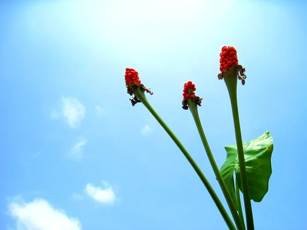 Flor roja —  Fotos de Stock