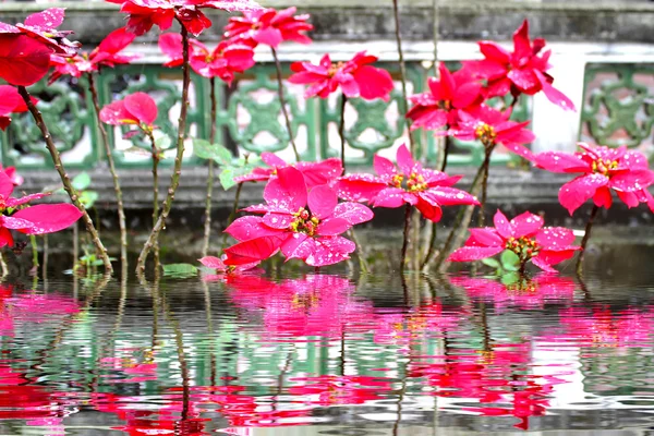 Red flower — Stock Photo, Image