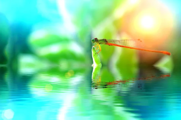 Dragonfly — Stock Photo, Image