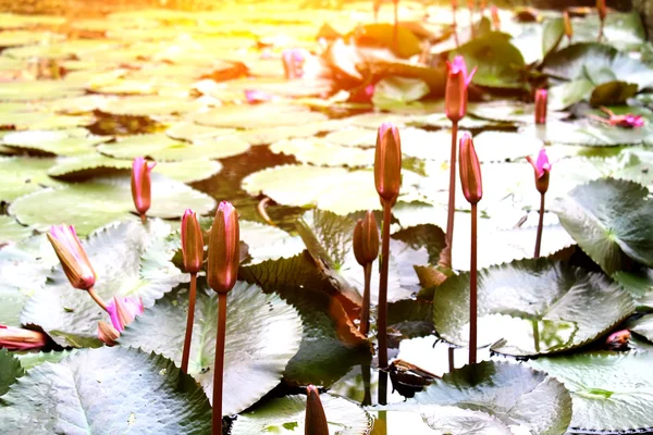 Water lily — Stock Photo, Image