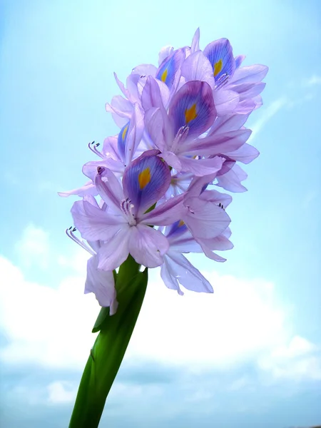 Flor púrpura —  Fotos de Stock