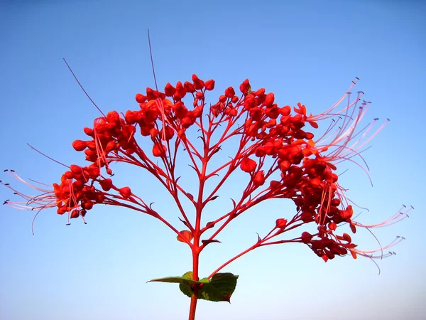 Röd blomma — Stockfoto