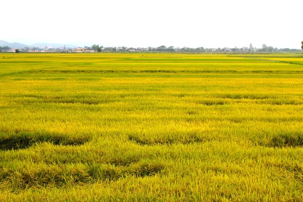 Campo de arroz —  Fotos de Stock