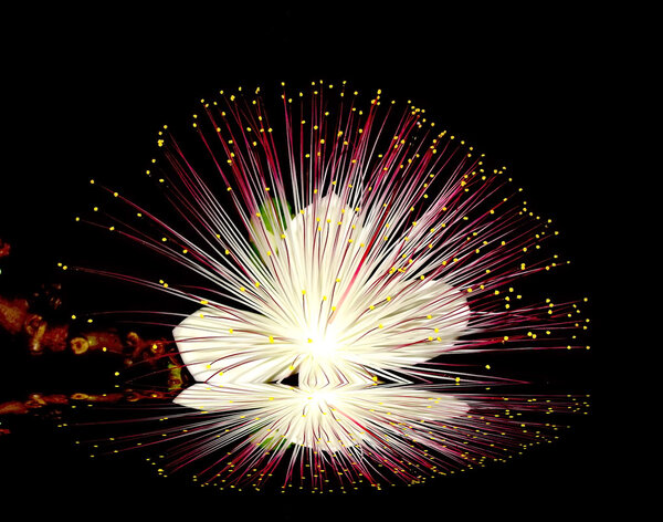 purple flowers blooming in the night