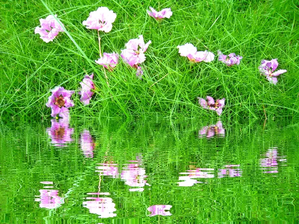 Violette Blüte — Stockfoto