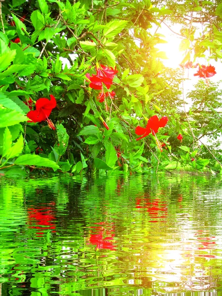 Red flower — Stock Photo, Image