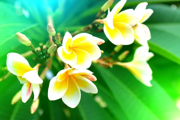 Flor blanca — Foto de Stock