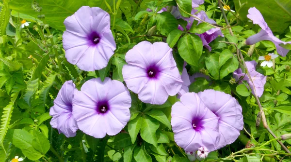 Convolvulus flowers — Stock Photo, Image