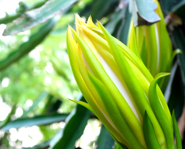 Dragon flower — Stock Photo, Image