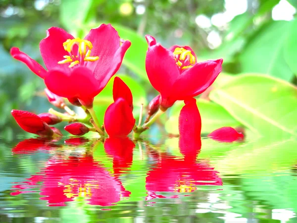 Röd blomma — Stockfoto