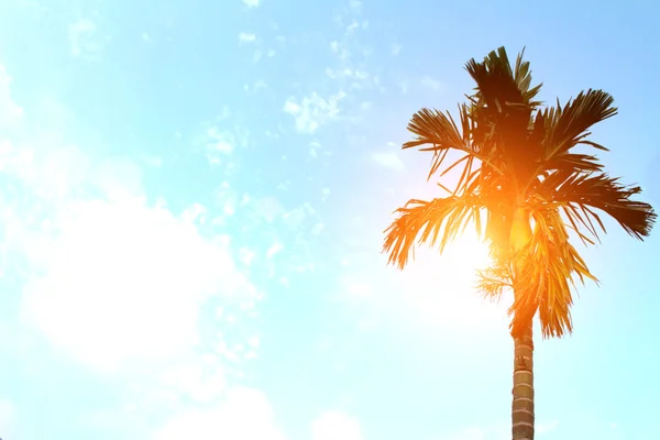 Palm trees — Stock Photo, Image