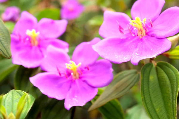 Blomst - Stock-foto