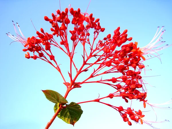 Röd blomma — Stockfoto