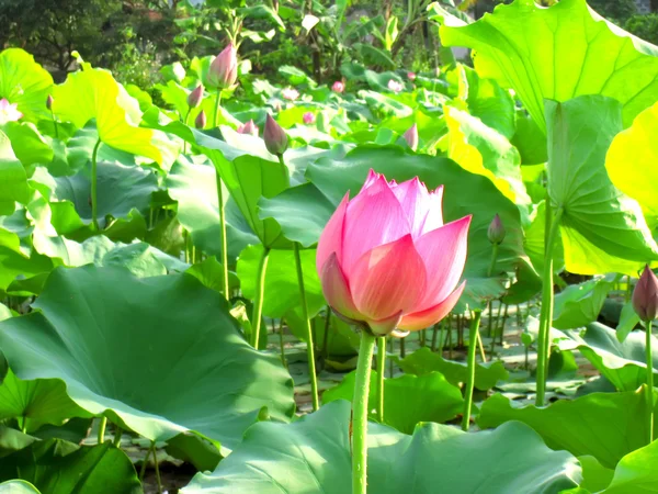 Lotus göleti — Stok fotoğraf