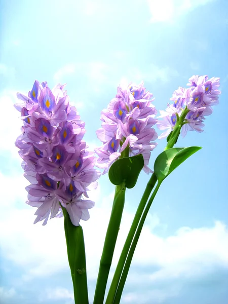 Purple flower — Stock Photo, Image