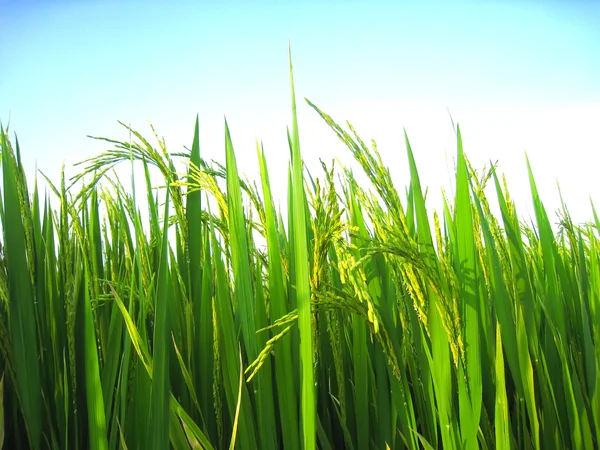 Campo de arroz — Foto de Stock