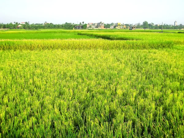 Campo de Paddy — Fotografia de Stock