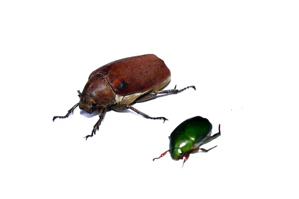 Beetle — Stock Photo, Image