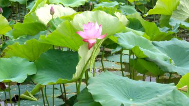 Lotus göleti